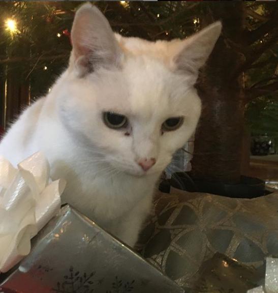 猫真的有那么聪明吗,猫真的有那么聪明嘛