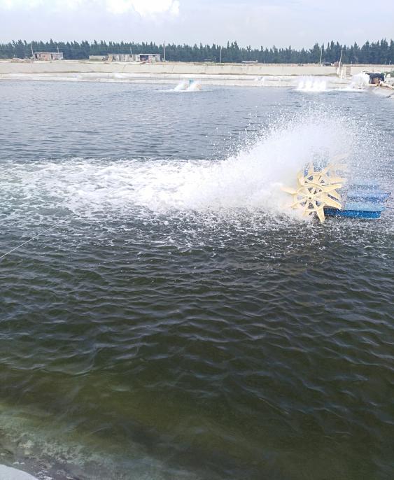 螺旋藻养殖池设计施工,高位池青苔怎么去除