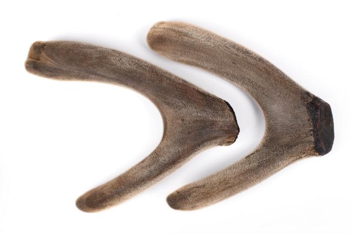 怎么选择鹿茸,行业人教你选购床垫