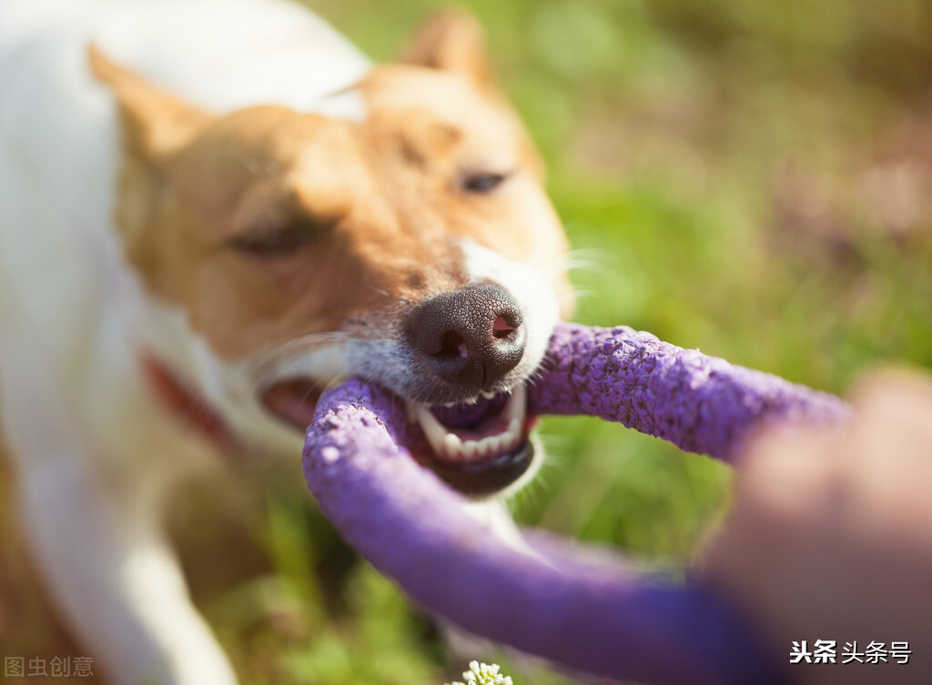 我为什么不吃猪肉,我为什么不吃牛肉