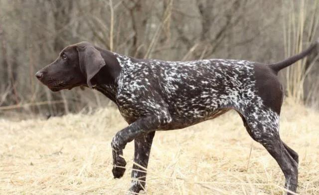世界各国大型猛犬排名,世界各国猛犬排名