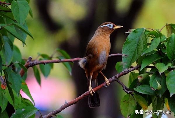 画眉鸟如何区分好与不好,如何鉴别画眉鸟的眼水好与不好