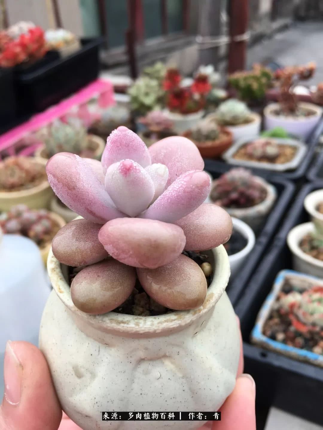 入坑多肉无法自拔,沉迷多肉无法自拔