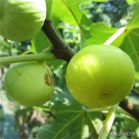 无花果相关知识,无花果的秘密图文结合