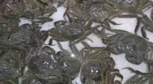 蟹类专题河蟹养殖如何选苗与放苗,怎么挑选好的河蟹蟹苗