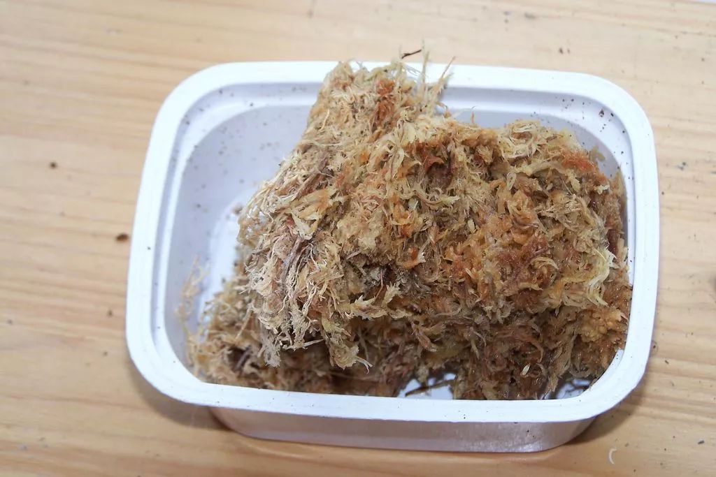 繁殖家里的木本绿植,可以尝试一下高枝压条法