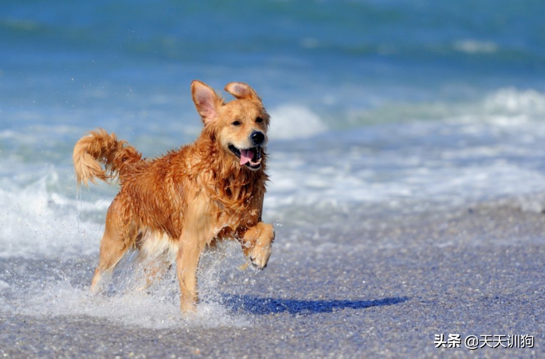 狗狗发情先别慌,这几招教你稳住TA