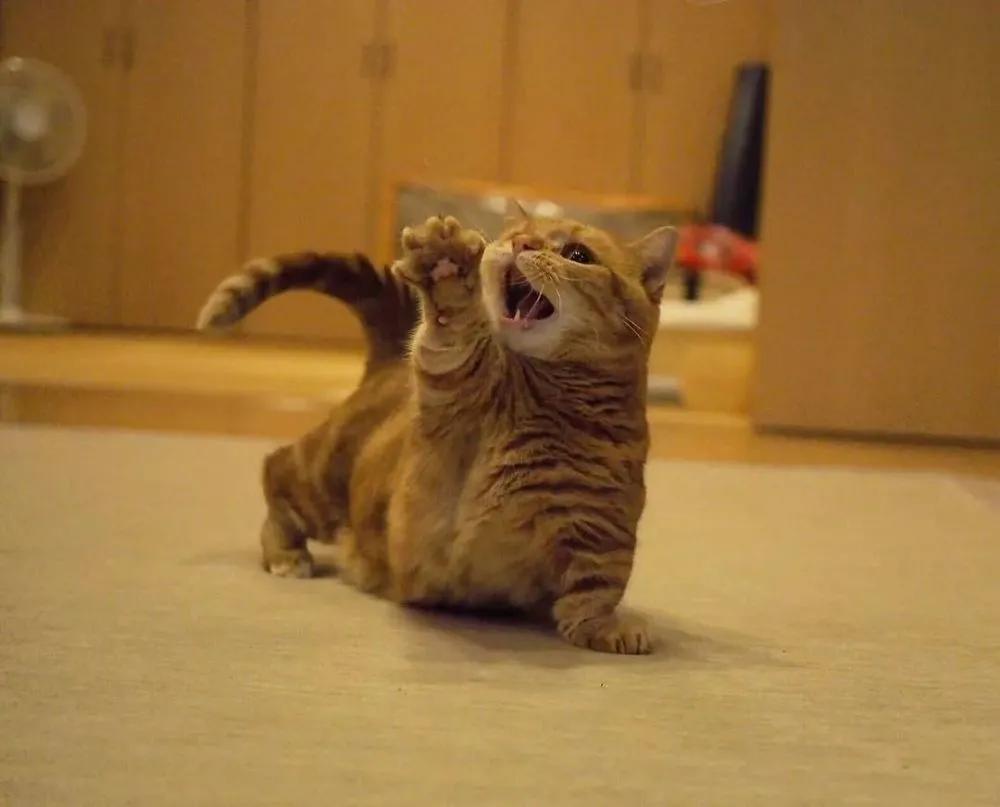 爱唱歌的小猫咪,爱唱歌的可爱猫咪