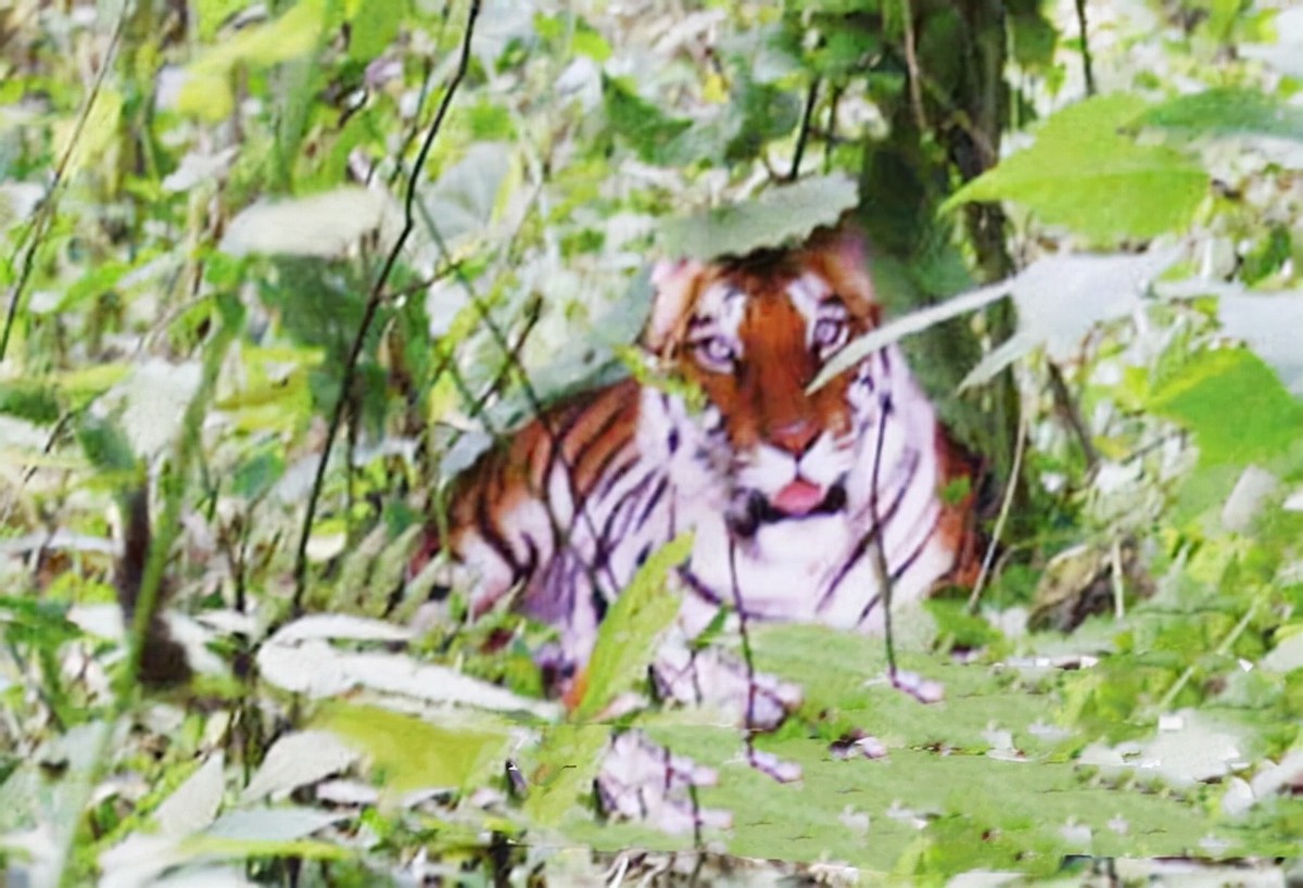 周正龙东北虎造假事件,周正龙养蜂致富