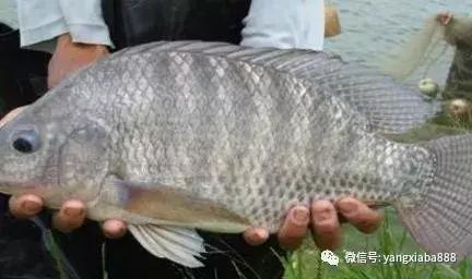 鱼虾混养的技术要点,鱼虾混养优缺点