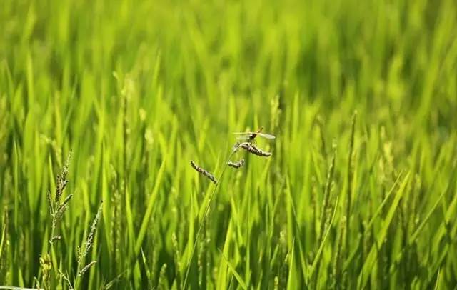 广州增城区宛若故里稻田里民宿,清远稻田田野民宿