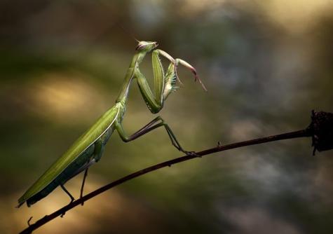 莫笑狂夫小说,莫笑狂夫完整版