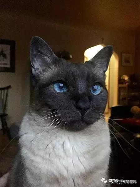 东方的“月亮钻石”-暹罗猫