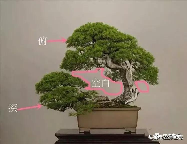 学盆景入门教程书,学习盆景制作视频