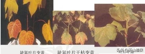 棉花受药害怎么补救,如何识别与预防棉花缺素症
