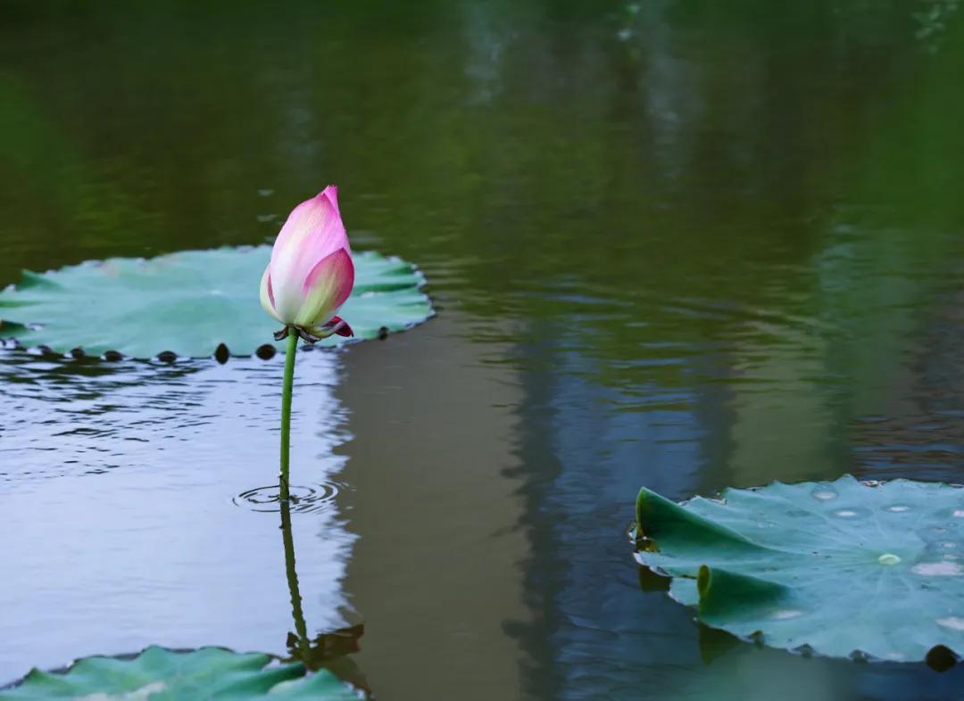 杭州第一波荷花美图大放送！赏荷佳期竟是早上6-8点，哪里最好拍？最新赏荷地图收好
