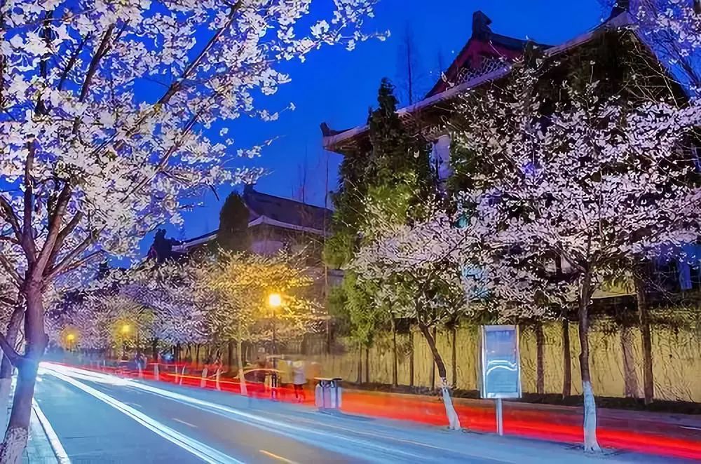 南通赏樱,江苏樱花景区介绍