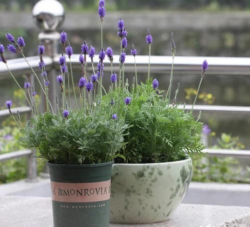 衣草的种植方法和注意事项图片,紫色薰衣草怎么养护好看