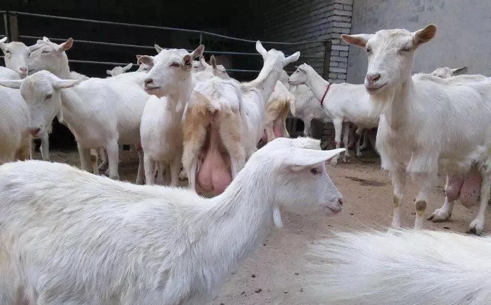 每日一学的100个技巧,奶山羊有哪些