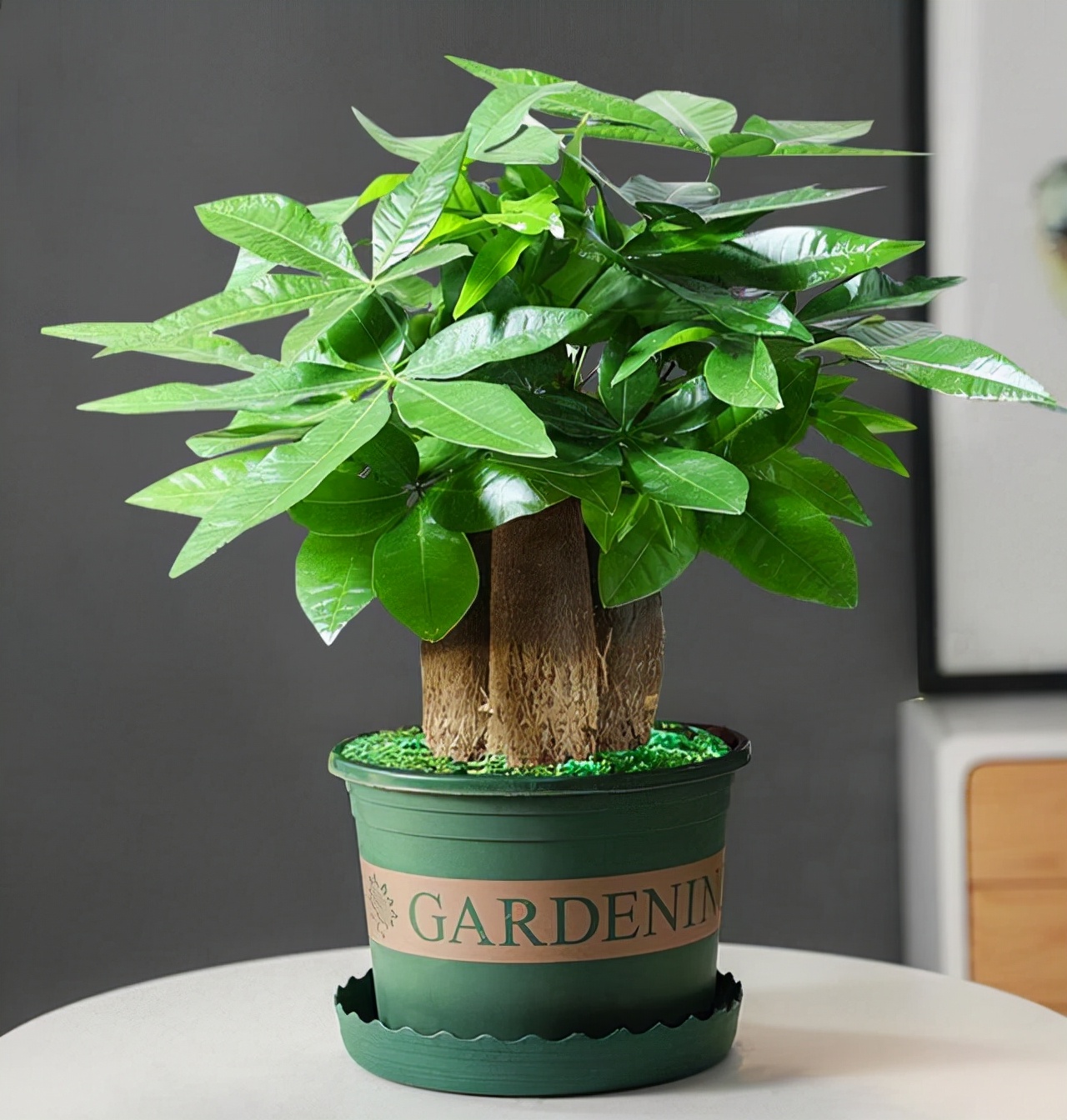 十大吉祥花,十大旺宅吉祥花