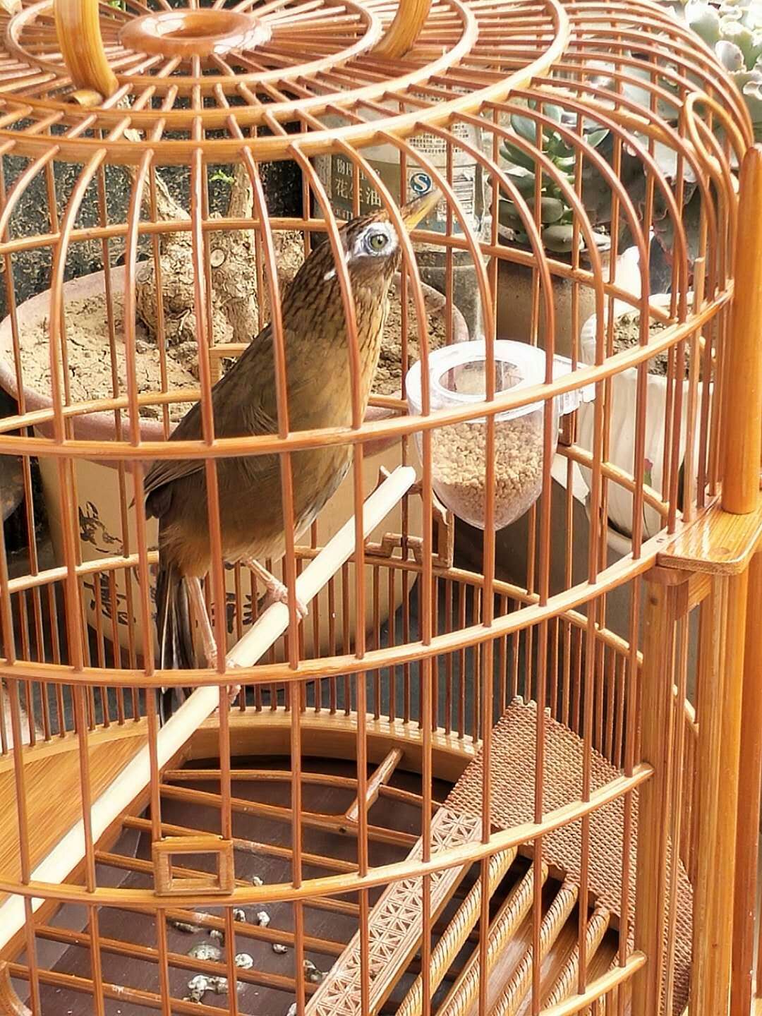 关于画眉打鸟的胜负的注意事项