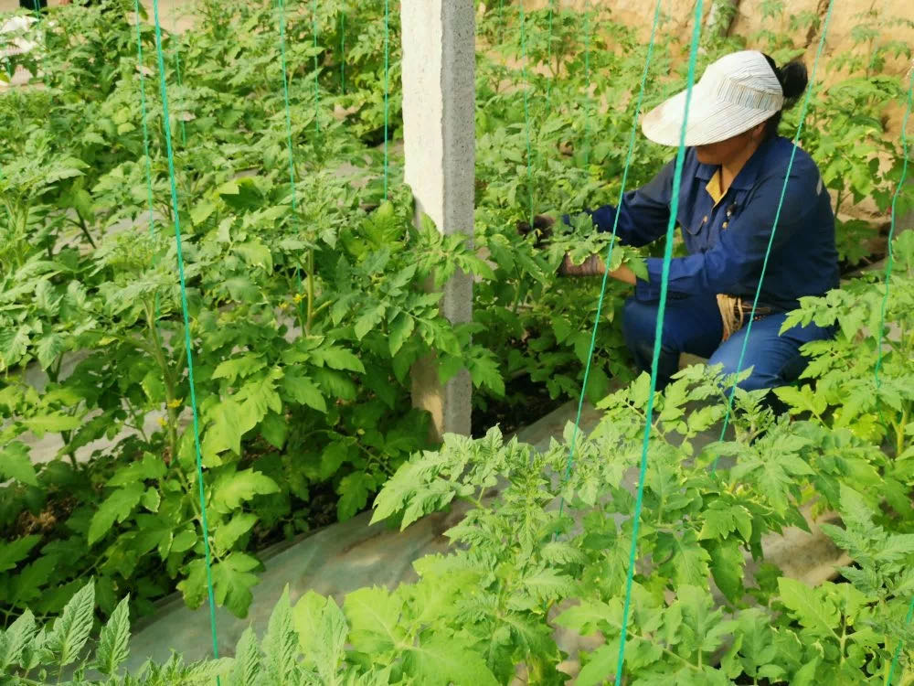 瀵垮厜钄彍鐒曞彂鏂扮殑娲诲姏,瀵垮厜鏂版槬娲诲姩