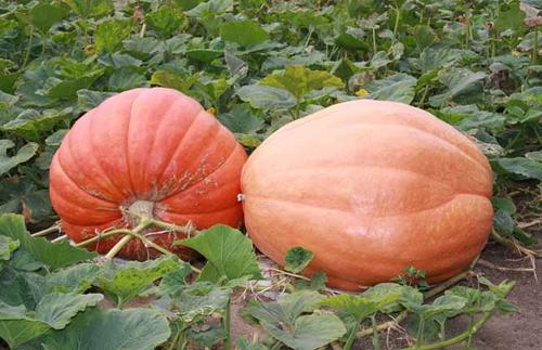 南瓜高产的最佳方法,蜜本南瓜种植前景及高产技术浅析