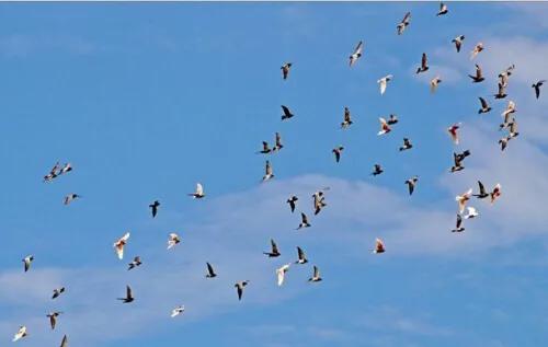 赛鸽代谢对人体有什么影响,赛鸽最有效的排酸办法