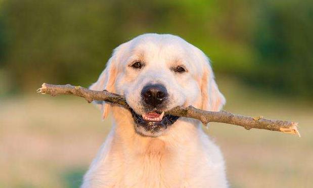 养一条金毛是什么样的体验,养狗狗的基础知识8个月金毛