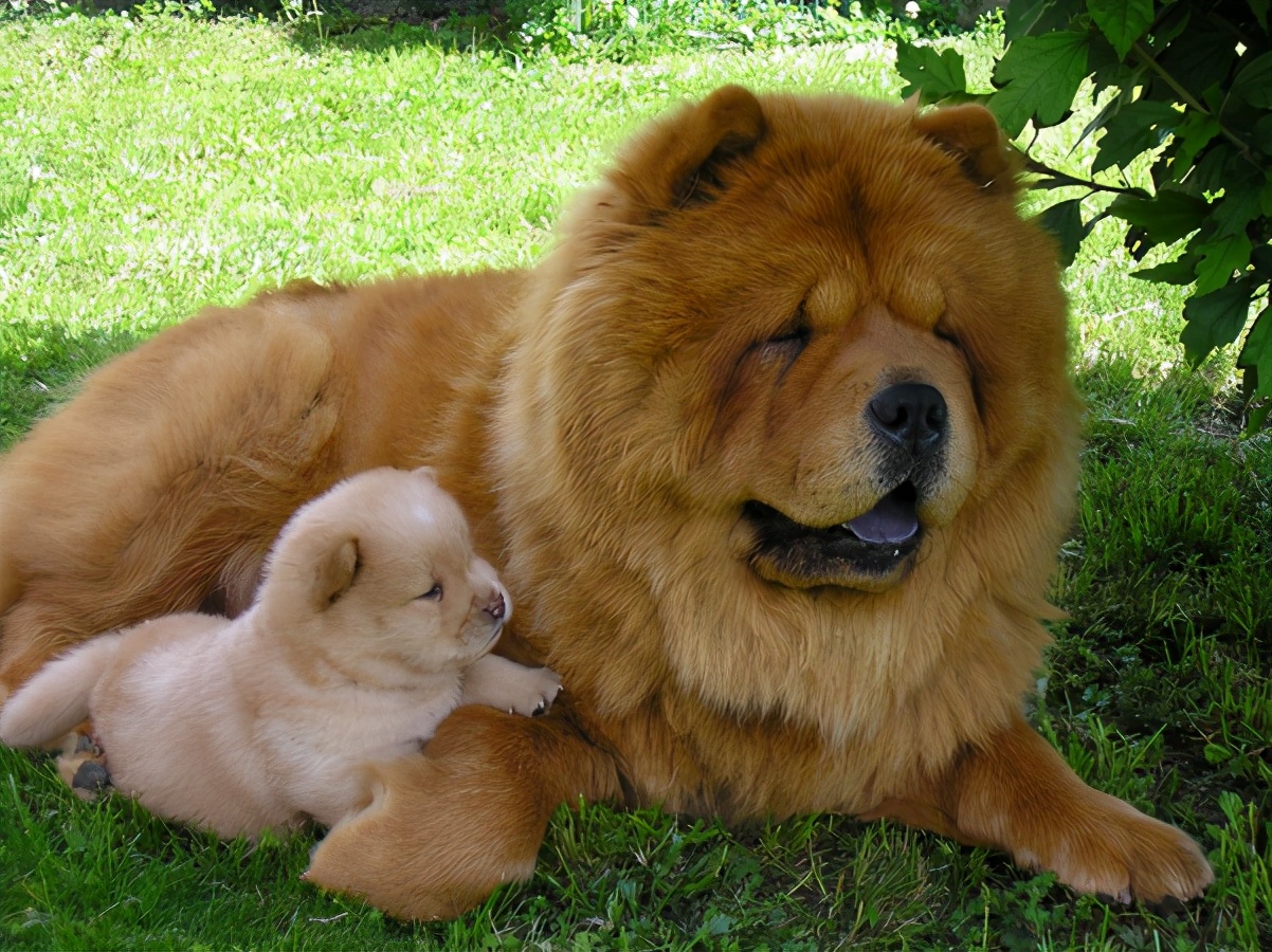 松狮犬的优点与缺点,黑土松狮犬的优点和缺点