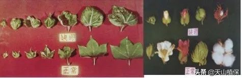 棉花受药害怎么补救,如何识别与预防棉花缺素症