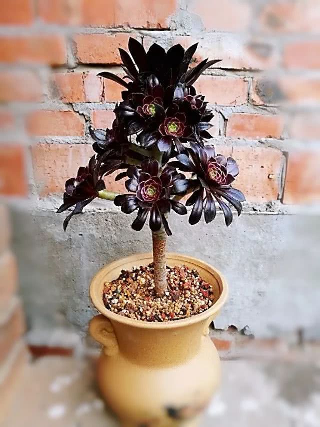 从多肉上感悟人生,多肉的真实生活感悟