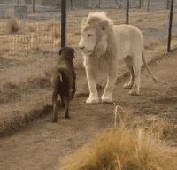 这只鹦鹉一直以为他是一只猴,所以每天都在重复做这个动作