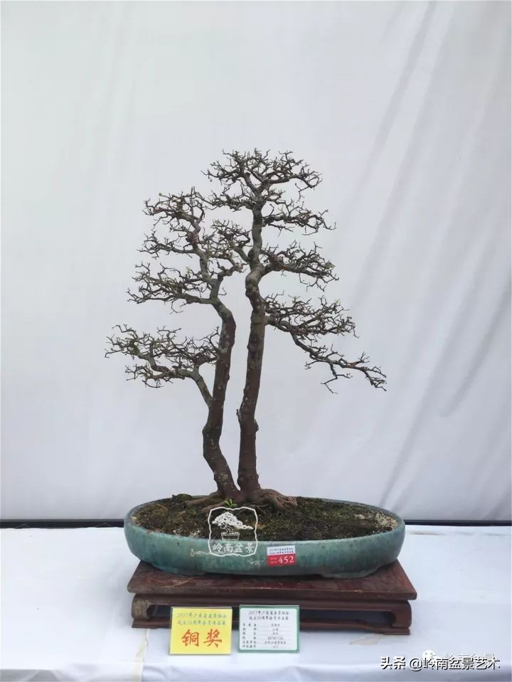 双干树,双干型果树