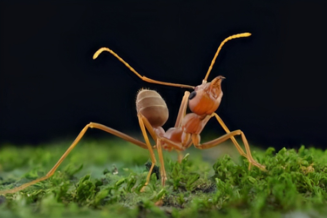 红蚂蚁造成多少人死亡,红蚂蚁危害多少省份