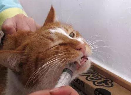 猫生病不吃药怎么喂药,猫咪生病了怎么喂药
