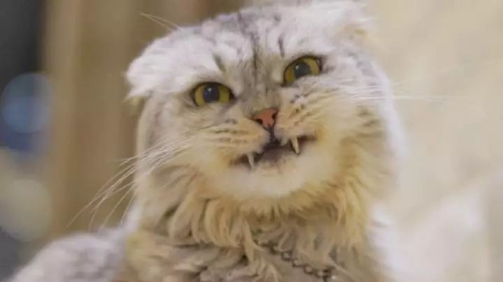 猫奶癣和猫癣分辨,奶藓和猫藓的区别有哪些