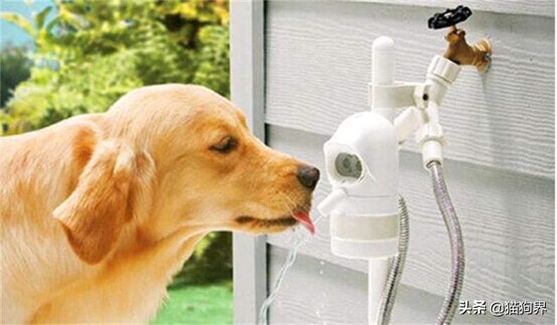 狗狗冬天室外过冬狗窝,北方冬天狗狗室外怎么过冬