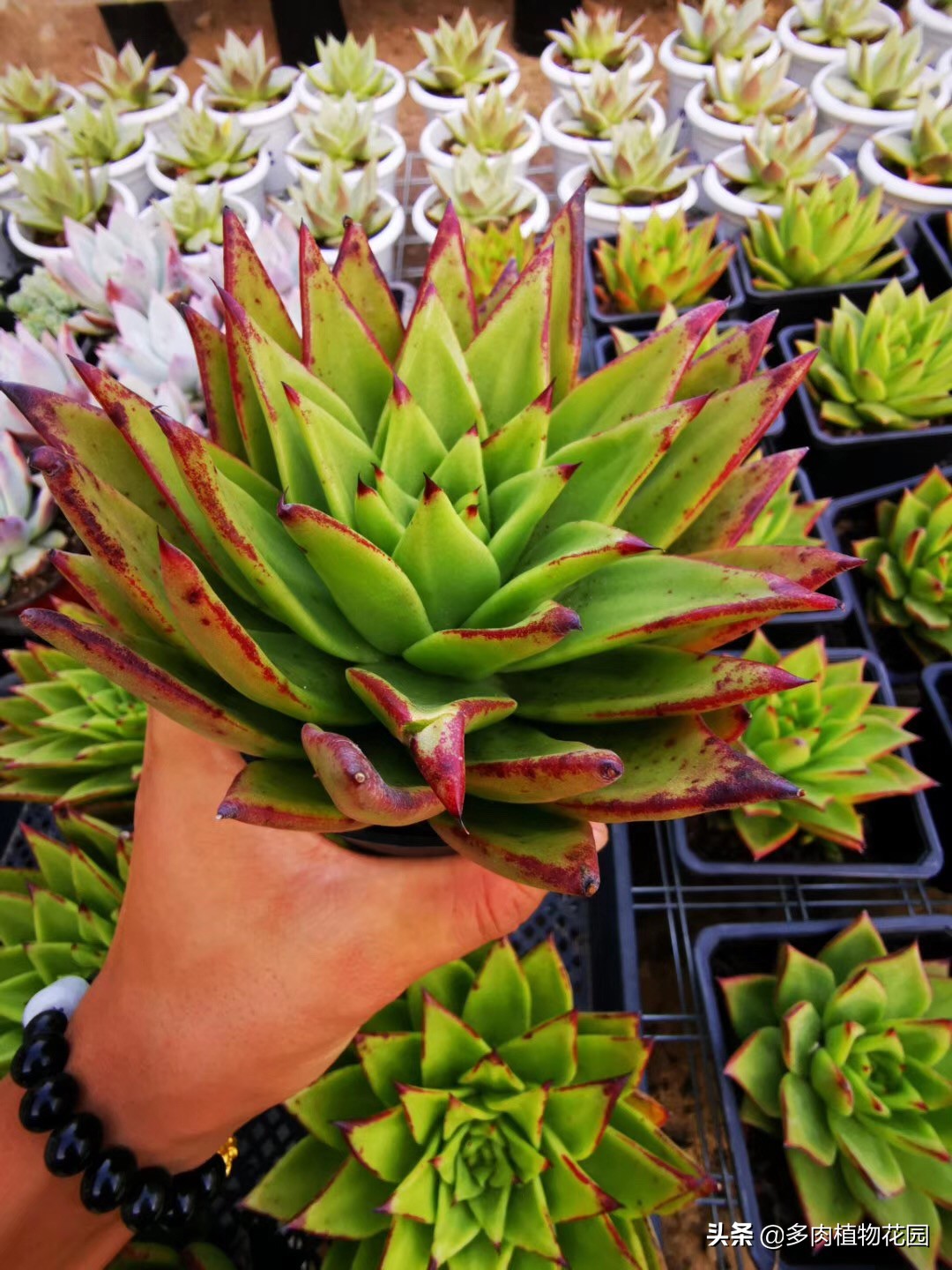 多肉要怎么才容易出状态,秋季阴雨天气多肉怎么养护