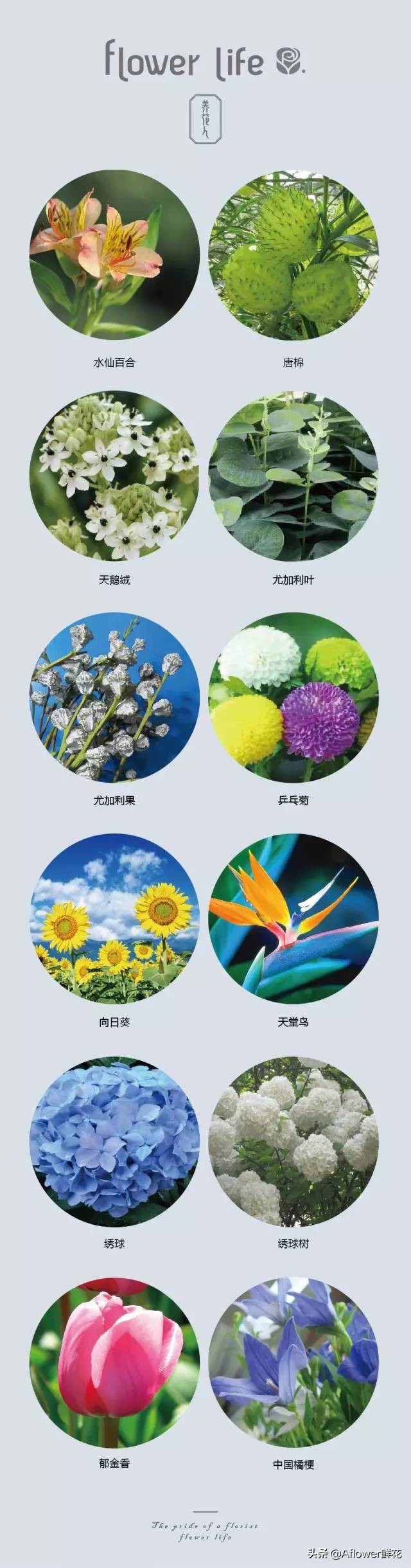 100种花店常用鲜花,花店鲜花种类大全