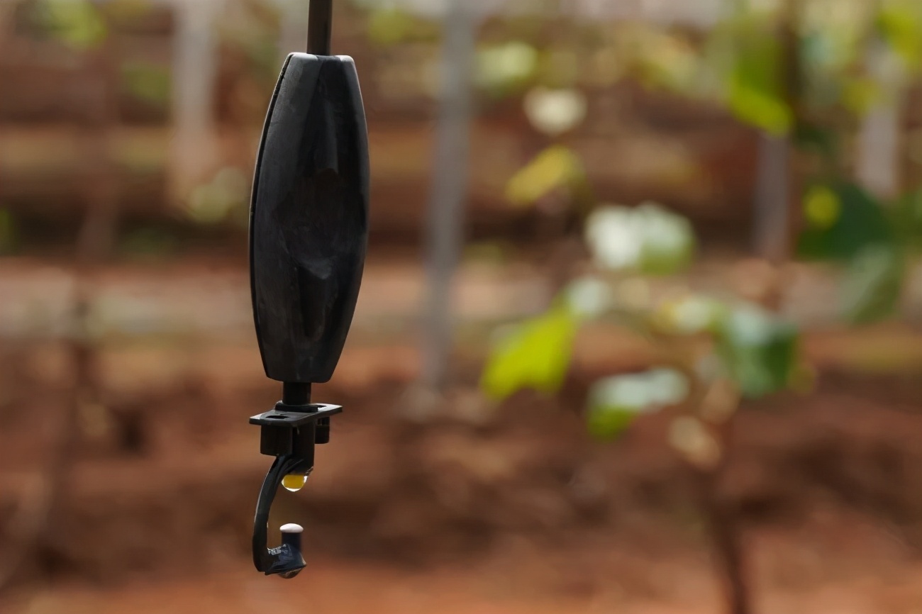 葡萄中的爱马仕阳光玫瑰,不愧是葡萄中的爱马仕