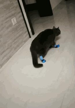 原来猫咪也会这样走路,原来猫咪平时都是踮着脚走路的