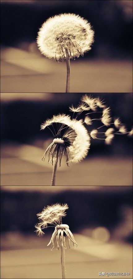 历史觉醒年代,觉醒年代与历史不同之处