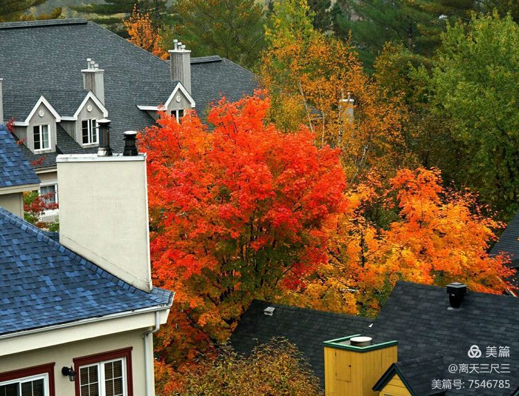 鍖楃編鏋儏閽荤煶姗℃湪,鍖楃編鏋儏鐏攨