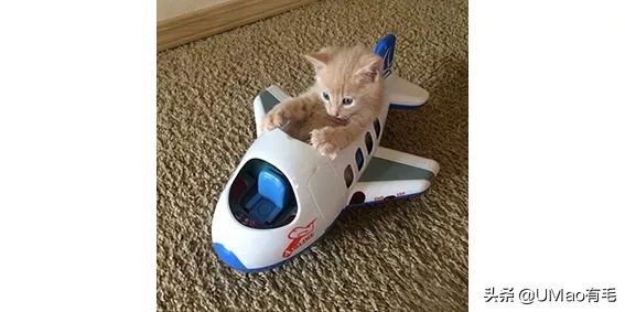 小猫咪托运怎样才最安全,如何托运小猫咪