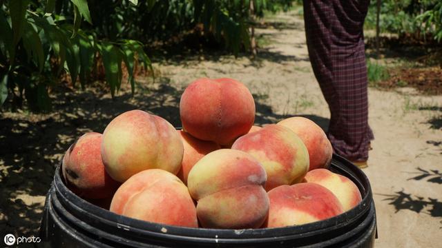 桃树流胶严重导致树死,桃树树干流胶病的治疗方法