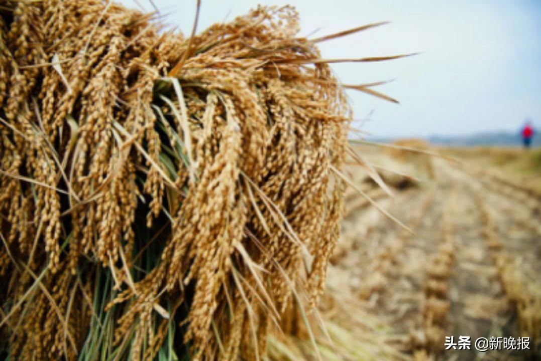 京东打通线上线下助力乡村振兴,京东助力乡村振兴和政府如何合作