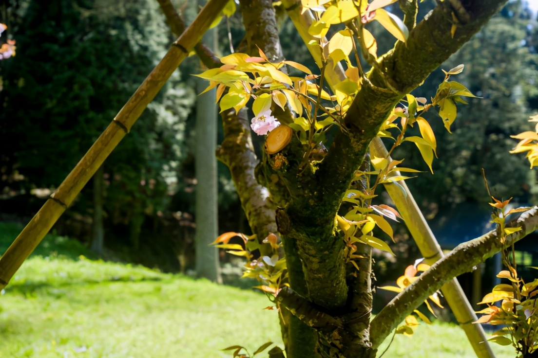 商量岗内的这家酒店,四季气候适宜居住,住客宛若身处桃花源