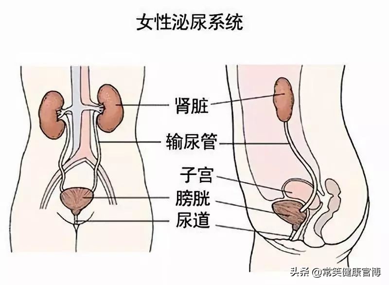 老年尿路感染反复发作的治疗方法,小孩尿路感染反复发作是怎么回事