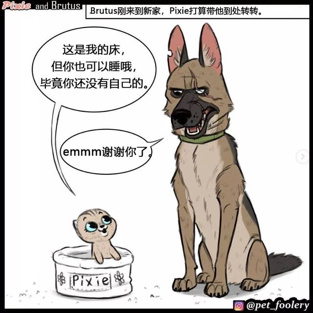 这反差萌也太有爱了，实力宠喵没商量！